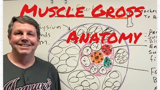 Muscle Gross Anatomy [upl. by Kerrie531]