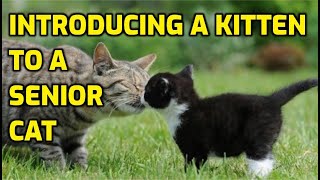 How To Properly Introduce A Kitten To An Older Cat [upl. by Hetti]