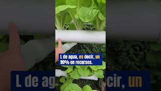 Aprende a cultivar en hidroponia hidroponik huertaurbana jardin huertocasero agriculturahuerta [upl. by Rance944]