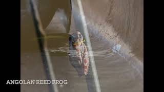 Dangerous Mokoro Ride Okavango [upl. by Gabbey449]