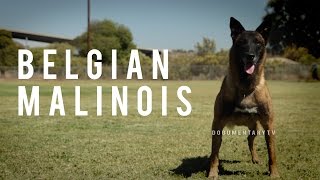 BELGIAN MALINOIS THE SHEPHERD WITH A PIT BULLS SPIRIT [upl. by Bara295]