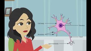 La structure et la fonction des neurones Psychologie de base  les divisions du système nerveux [upl. by Theall]