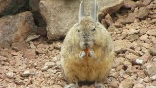 dont disturb the viscacha eating [upl. by Hanae895]