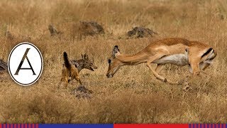 Jackals fight Impala to kill new born baby [upl. by Arted463]