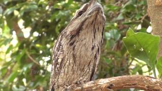 Tawny Frogmouth Camouflage Technique [upl. by Ariajay]