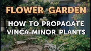 How to Propagate Vinca Minor Plants [upl. by Aratehs]