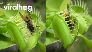 Venus Flytrap Eats Wasps  ViralHog [upl. by Dorcea]