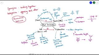 A2 Biology  Plant hormones OVERVIEW OCR A Chapter 16 [upl. by Sackville91]