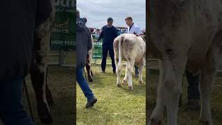 Beef Shorthorn Cattle [upl. by Colfin]