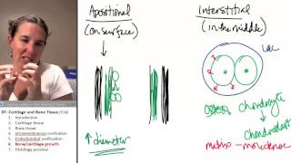Bone  Cartilage 6 Growth [upl. by Archy]