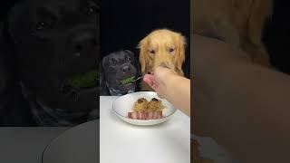 Lets See What New Dish We Have Today Golden and Labrador Cute Pet Debut Plan [upl. by Jarrett855]