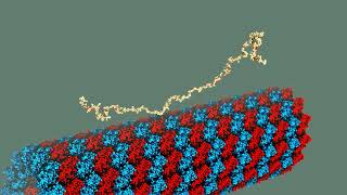 Tau protein binding to a microtubule section [upl. by Rafiq]