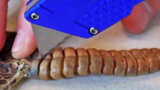 Whats Inside a Rattlesnake Rattle Snakes and More [upl. by Ahscrop970]