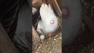 Chinese Goose pushing out an egg goose homestead homesteading farming [upl. by Bradney876]