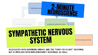 2Minute Neuroscience Sympathetic Nervous System [upl. by Ivett]