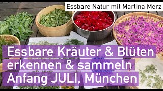 Wildkräuter und blüten Anfang Juli erkennen amp sammeln incl Rezeptideen in München [upl. by Einiffit]