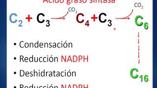 FORMACIÓNSintesis DE ACIDOS GRASOS [upl. by Belier]