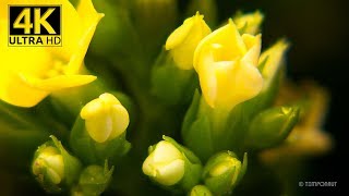 Blooming Kalanchoe 4K Timelapse [upl. by Oicnecserc]