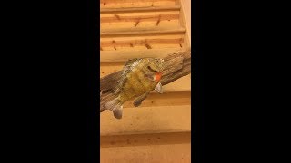 Do it Yourself Taxidermy  Bluegill [upl. by Wall]