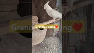 Grandpa singing❤️ cockatiel parrot birds petbirdcommunity shortsfeed [upl. by Niuqaoj]