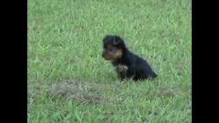 Yorkie Teacup Yorkie Teacup Puppies Yorkie Teacup Puppies For Sale [upl. by Lenor259]