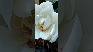 Magnolia grandiflora [upl. by Arahsal]