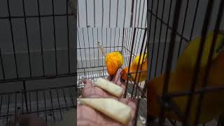 Mango Tango loves fruit petbirds funny sunconurebird birdlovers mango fruit happybird [upl. by Alohs]