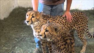 Cheetahs with Luke at Southwicks Zoo in Mendon MA [upl. by Uba]