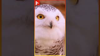 Amazing Owl Eye Facts  Secrets of Their Vision [upl. by Anaerol]