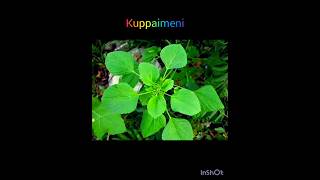 quotAcalypha indica quotquotகுப்பைமேனிquot பற்றிய சிறு தகவல் [upl. by Ahsert915]