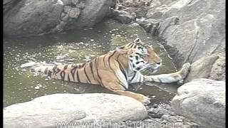 Tiger  Panthera tigris  in water pool during hot dry summer [upl. by Grube]