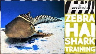 Loro Parque TRAINING bei ZEBRAHAIEN im AQUARIUM 🦈  zoosmedia [upl. by Aerol]