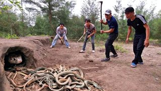 Catch 100 Extremely Poisonous Black Gold Snakes With Bare Hands [upl. by Otila]