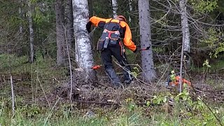 Felling leaning birch amp wedging 2 birches Husqvarna 550xp Mark ll [upl. by Mitchiner]