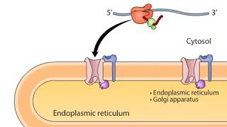 cotranslational targeting of secretory proteins to ER [upl. by Olympie228]