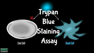 Trypan Blue Staining Assay [upl. by Assecnirp]