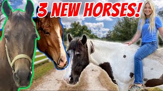 3 NEW HORSES AT THE FARM [upl. by Ali]