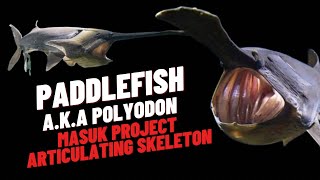 PADDLEFISH  POLYODON masuk mess para pekerja asing [upl. by Aisyle]