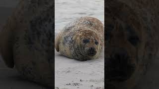 Helgoland und Düne Shorts [upl. by Aenitsirhc]