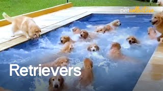 The Ultimate Funniest amp Cutest Golden Retriever Compilation 2021 [upl. by Coheman714]