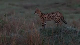 Serval cat calling sweet Sound  Masaimara  19 October 2024 [upl. by Anerroc]