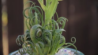 Blooming Albuca Spiralis “Fizzle Sizzle” [upl. by Gniliem]