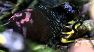 Banded ground Cuckoo in Ecuador HD [upl. by Hauser]