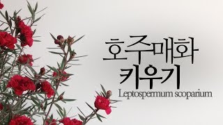 호주매화 키우기겨울 꽃 식물 Leptospermum scoparium 226화 해맑은TV [upl. by Dailey394]