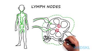 Lymphadenopathy The steps to take when you feel an enlarged lymph node [upl. by Atnauqahs759]