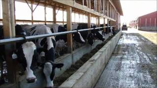 New Barn Farm girl Dairy Farm Family Farm Dairy Cows [upl. by Cirre]