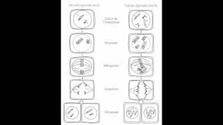 SVT  méiose et fécondation  TS chap 2 [upl. by Assyle]