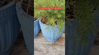 Foxtail fern plant 🌱youtube shorts ytviral trendingshorts subscribe [upl. by Rimma70]