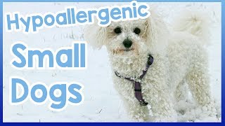 Hypoallergenic Small Dogs [upl. by Toback]