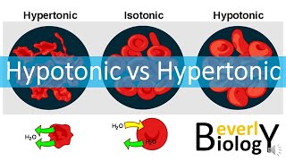 Hypotonic vs Hypertonic Solutions [upl. by Sirrap688]